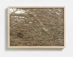 Herman de Vries, Wintervegetation (winter vegetation), Collage made of dried grasses and foils and leaf framed under glass