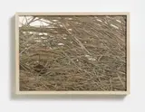 Herman de Vries, Wintervegetation (winter vegetation)
