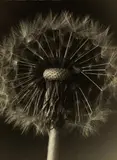 Albert Renger-Patzsch, COMMON DANDELION