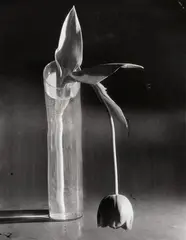 André Kertész, MELANCHOLIC TULIP, Ferrotyped gelatin silver print, printed 1950s