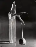 André Kertész, MELANCHOLIC TULIP