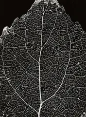 STRUCTURE OF A LIME TREE LEAF by Alfred Ehrhardt, Ferrotyped vintage gelatin silver print on Agfa-Brovira paper, sold May 2011