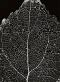 Alfred Ehrhardt, STRUCTURE OF A LIME TREE LEAF