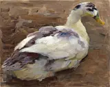 Alexander Koester, STUDY OF DUCKS