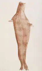 Robbe by Joseph Beuys, Original colour lithograph on cardboard with embossed stamp "MATTHIEU LITHO SWITZERLAND", sold Dec 2010