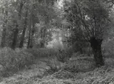 Albert Renger-Patzsch, RHEINLANDSCHAFT