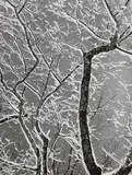 Siegfried Lauterwasser, WINTERLICHES FILIGRAN
