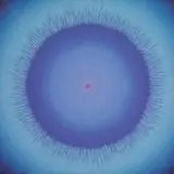 Robert Rotar, Rotation