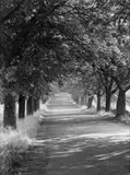 Albert Renger-Patzsch, ALLEY AT CAPPENBERG CASTLE
