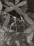 Albert Renger-Patzsch, MIMOSA PUDICA