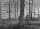 Albert Renger-Patzsch, BEECH GROVE IN NOVEMBER