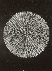 MACRO STRUCTURES by August Kreyenkamp, Vintage gelatin silver print on Agfa-Brovira paper, sold Jun 2010