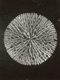 August Kreyenkamp, MACRO STRUCTURES, Vintage gelatin silver print on Agfa-Brovira paper