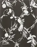 Lou Bonin-Tchimoukoff, UNTITLED (PHOTOGRAMS), 2 vintage gelatin silver prints