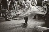 Inge Morath, DANCER, FERIA IN SEVILLA, SPAIN