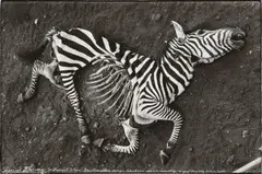 Peter Beard, NAIROBBERY, KENIA, LION KILL - APRÈS, Vintage gelatin silver print