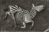 Peter Beard, NAIROBBERY, KENIA, LION KILL - APRÈS