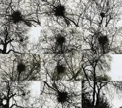 UNTITLED (OUTDOORS) by Kiki Smith, Iris print, sold Jun 2010