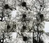 Kiki Smith, UNTITLED (OUTDOORS)