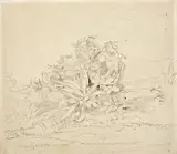 Johann Moritz Rugendas, STUDIE ZU KAKTEENPFLANZEN, Bleistift