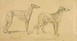 Anton von Werner, STUDIE MIT ZWEI WINDHUNDEN, Bleistift