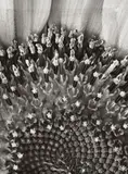 Folkwang - Auriga Verlag, UNTITLED (PLANTS), 19 vintage gelatin silver prints. Each ca