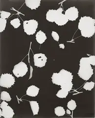 UNTITLED (PHOTOGRAMS) by Lou Bonin-Tchimoukoff, 2 vintage gelatin silver prints, sold Dec 2009