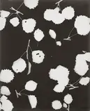 Lou Bonin-Tchimoukoff, UNTITLED (PHOTOGRAMS), 2 vintage gelatin silver prints