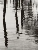 Siegfried Lauterwasser, DÜCKDALBEN