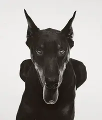 Walter Schels, DOBERMANN, Gelatin silver print flush-mounted on cardboard