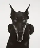 Walter Schels, DOBERMANN, Gelatin silver print flush-mounted on cardboard