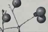 Wilhelm Sasnal, Untitled (Tree Parasite with Balls)