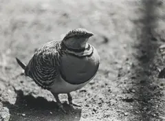 IRAQ by Christopher Williams, Gelatin silver print, sold Dec 2009