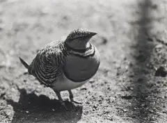 MOROCCO by Christopher Williams, Gelatin silver print, sold Dec 2009