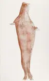 Joseph Beuys, Robbe (seal), Lithograph on white sturdy textured paper
