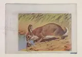 Joseph Beuys, Amerikanischer Hasenzucker (American hare suggar), Colour offset on cardboard