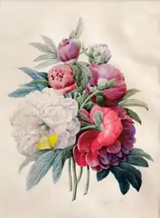 Pierre-Joseph Redouté, PEONIES WITH BUTTERFLY, Watercolour