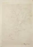 Carl Spitzweg, STUDY OF A TREE STDY OF AN INTERIOR, Pencil. 40 x 27,5 /