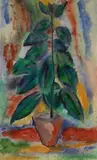 Eberhard Viegener, Rubber Tree, Watercolour on fibrous wove paper