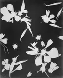 Lou Bonin-Tchimoukoff, UNTITLED (PHOTOGRAMS), 2 vintage gelatin silver prints