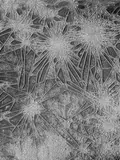 August Kreyenkamp, MACRO-STRUCTURES