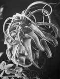 Albert Renger-Patzsch, BROMELIACEAE, TILLANDSIA STREPTOPHYLLA. EUPHORBIA. EUPHORBIA PLATYCLADA