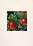 Karin Kneffel, Untitled (Apples)