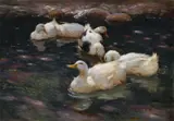 Alexander Koester, DUCKS IN THE RIVER