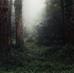 Daniel Gustav Cramer, OHNE TITEL (AUS DER SERIE: WOODLAND), 2003/2004, C-Print