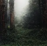Daniel Gustav Cramer, OHNE TITEL (AUS DER SERIE: WOODLAND), 2003/2004, C-Print