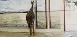 Candida Höfer, ZOO WASHINGTON D.C. VI