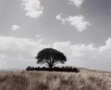 Shirin Neshat, OHNE TITEL (TOOBA)