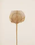 Otto Piene, Ohne Titel, 1962, Aquarell und Ruß auf Karton