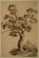 Adrian Zingg, BAUMSTUDIE., Feder und Pinsel in Braun auf geripptem Papier